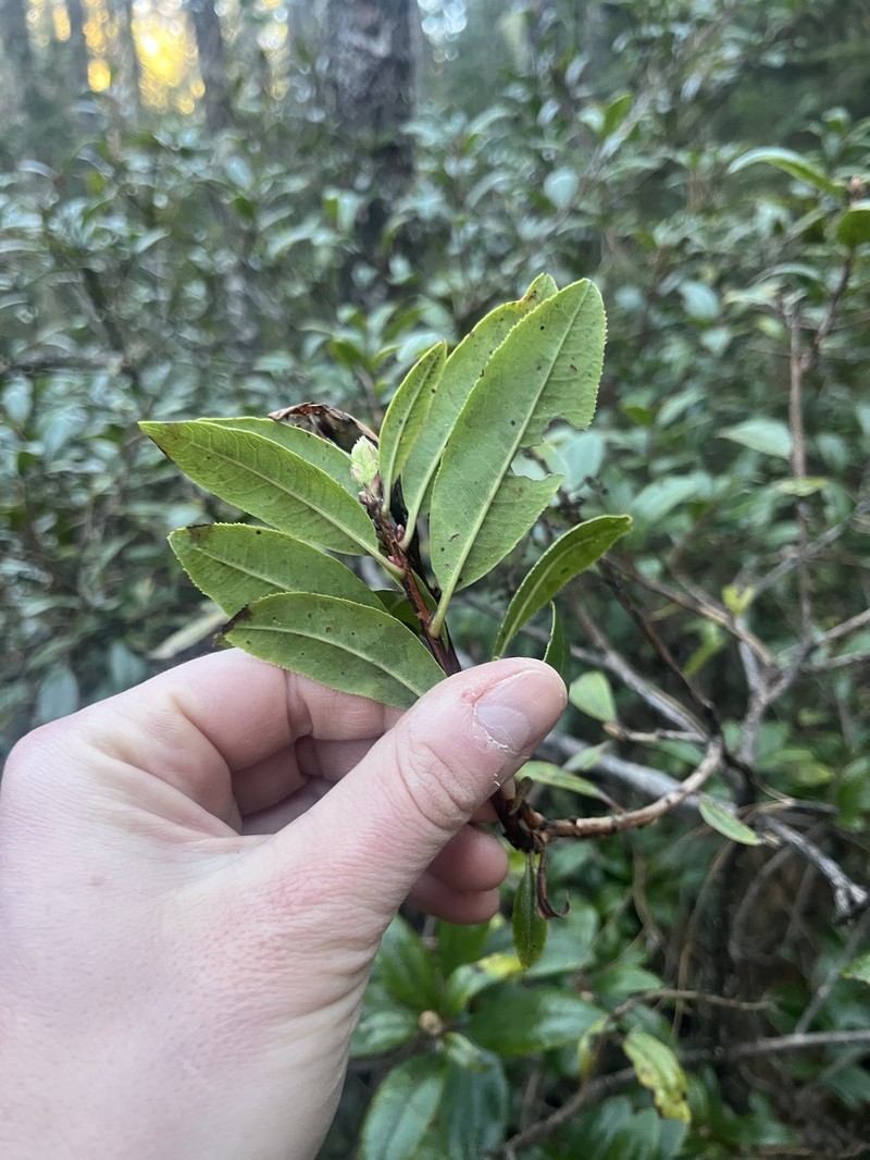 Comarostaphylis discolor subsp. discolor photo 4