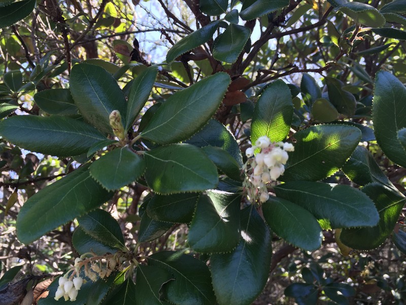 Summer Holly photo 2