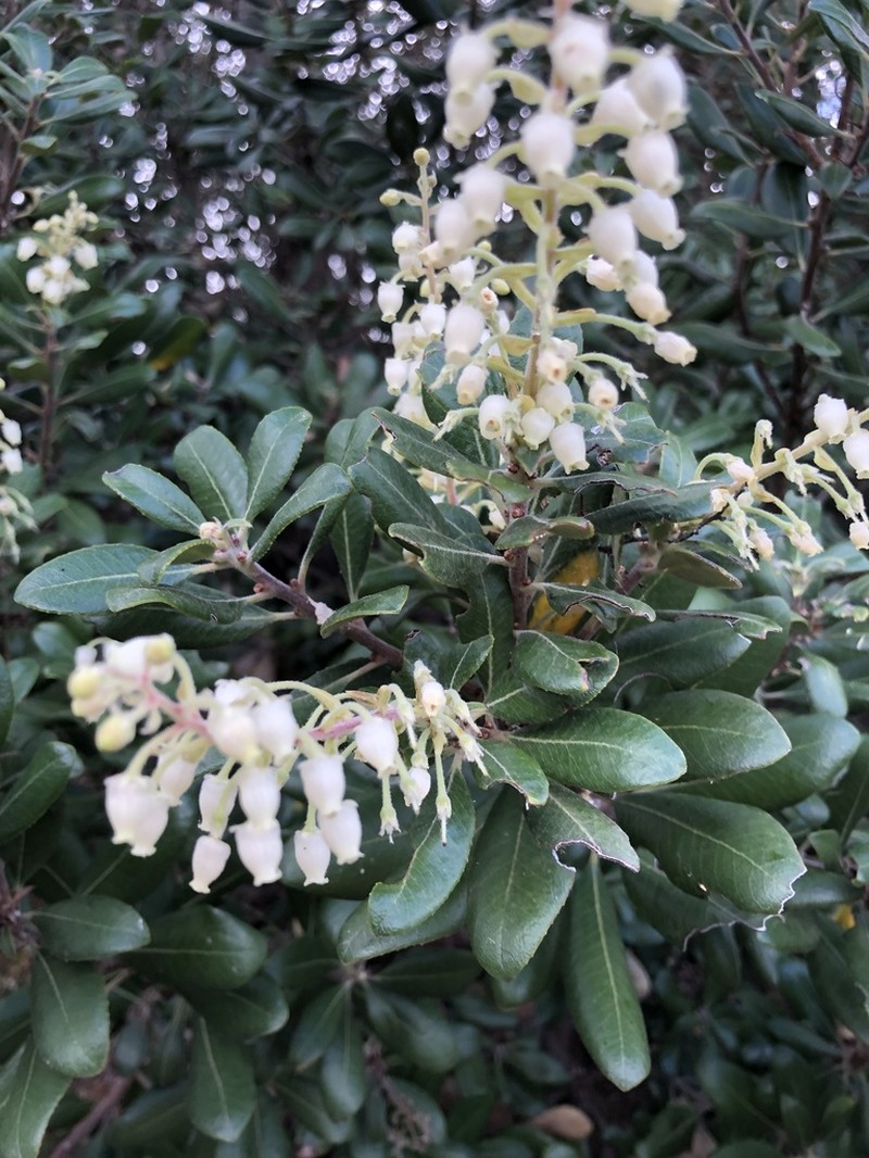 Summer Holly photo 5