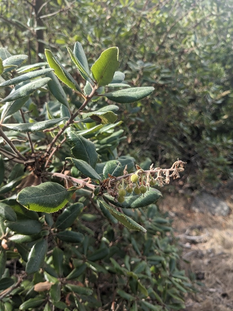 Summer Holly photo 6