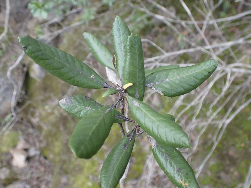 Summer Holly photo 7