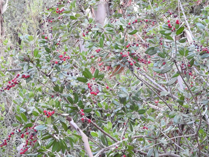 Summer Holly photo 8