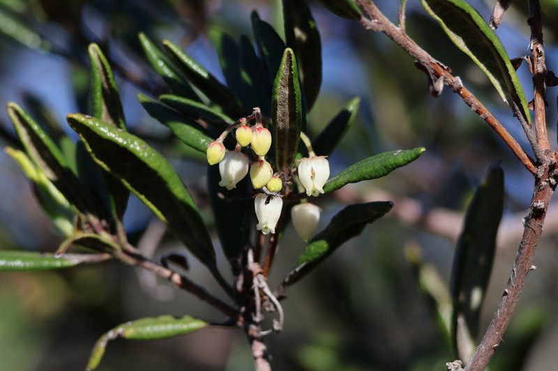 Comarostaphylis diversifolia subsp. diversifolia