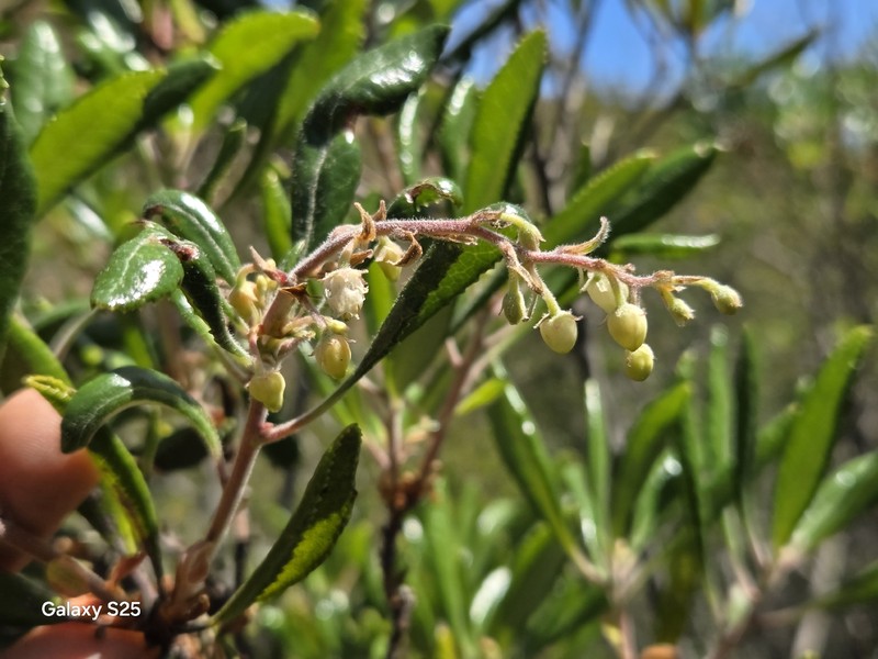 Comarostaphylis diversifolia subsp. diversifolia photo 2