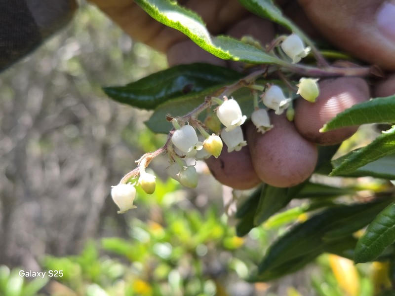 Comarostaphylis diversifolia subsp. diversifolia photo 3