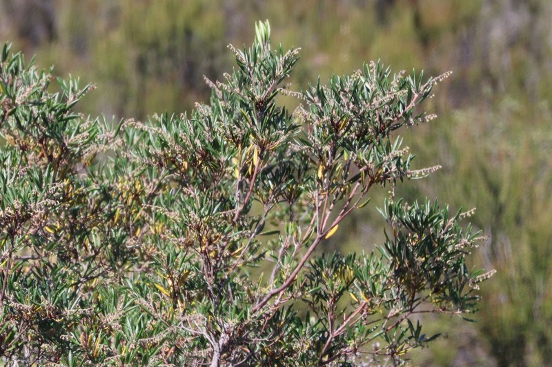 Comarostaphylis diversifolia subsp. diversifolia photo 4