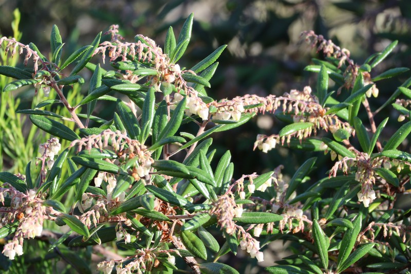 Comarostaphylis diversifolia subsp. diversifolia photo 5