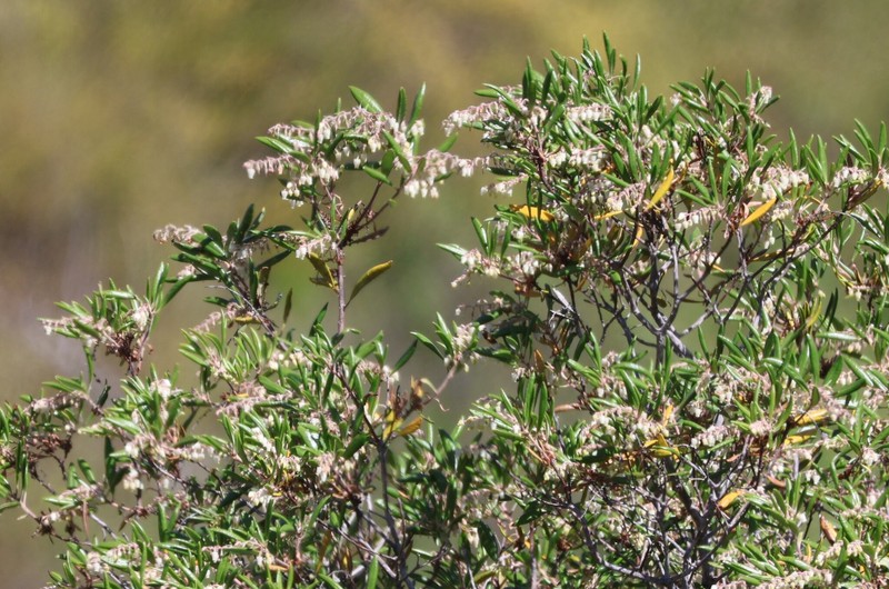 Comarostaphylis diversifolia subsp. diversifolia photo 6