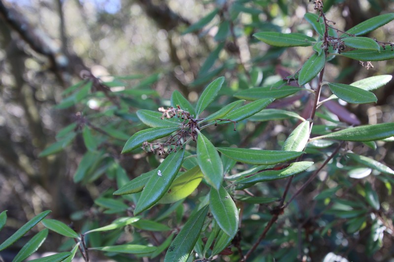 Comarostaphylis diversifolia subsp. diversifolia photo 7