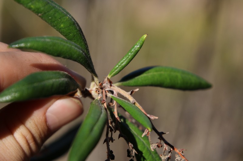 Comarostaphylis diversifolia subsp. diversifolia photo 8