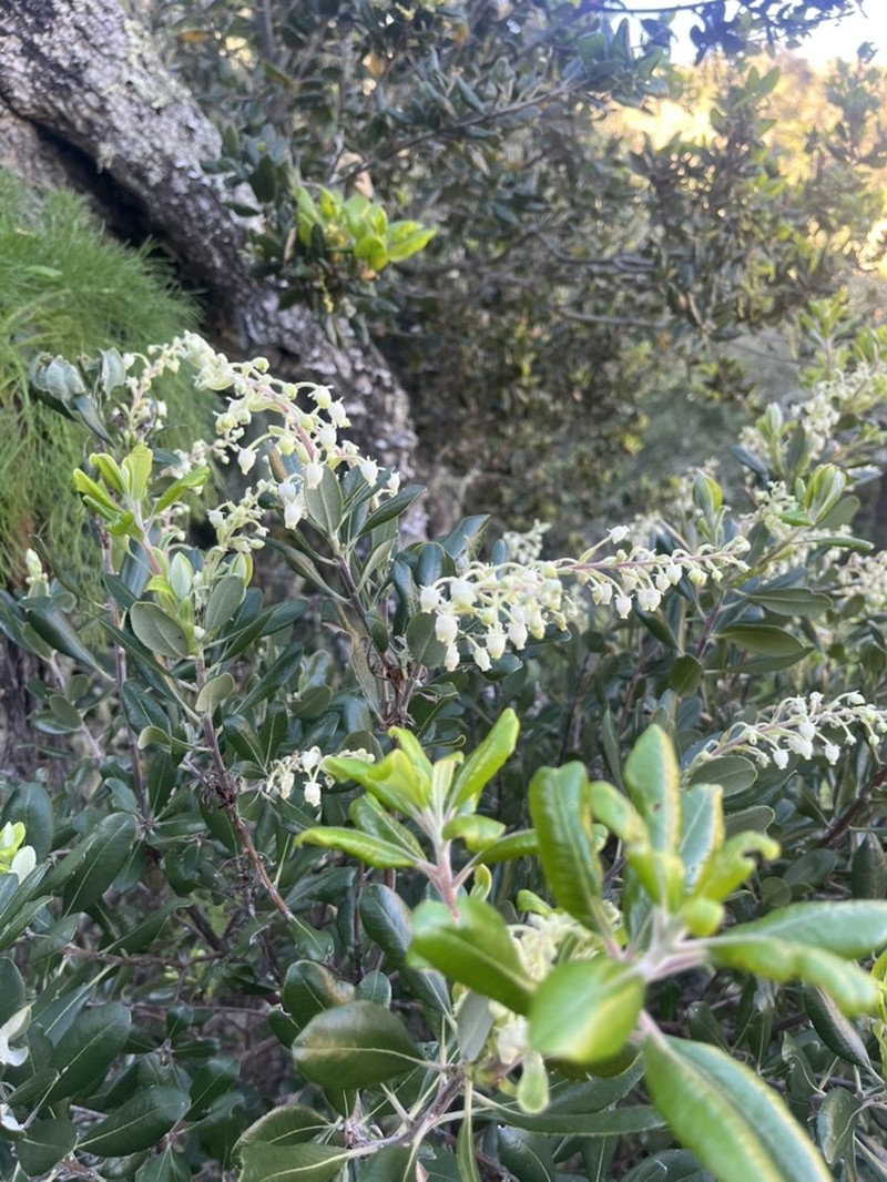 Comarostaphylis diversifolia subsp. planifolia