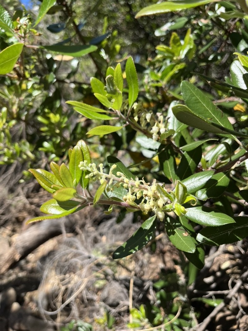 Comarostaphylis diversifolia subsp. planifolia photo 2