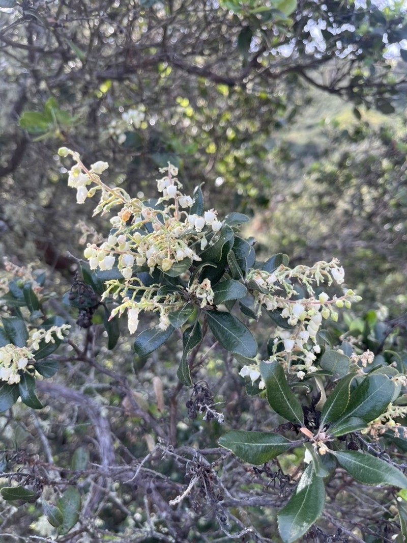 Comarostaphylis diversifolia subsp. planifolia photo 3
