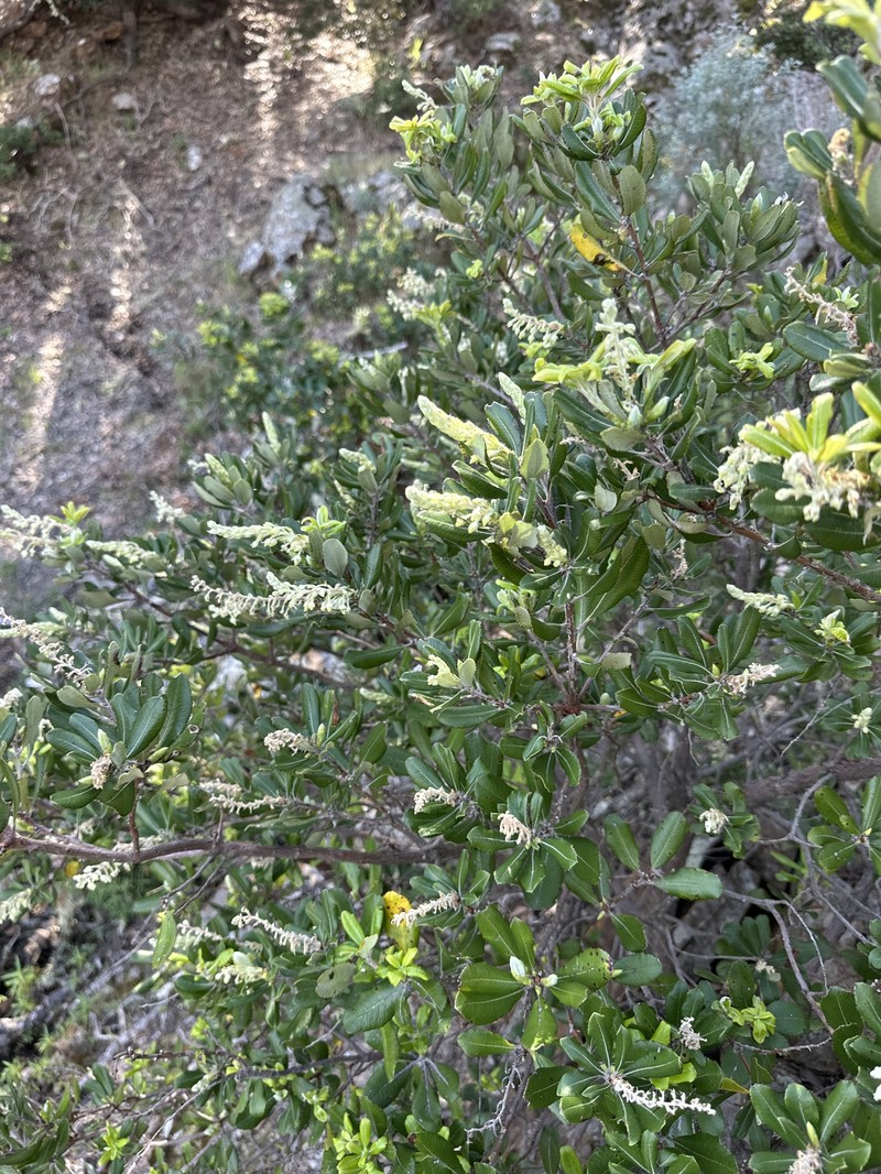 Comarostaphylis diversifolia subsp. planifolia photo 4