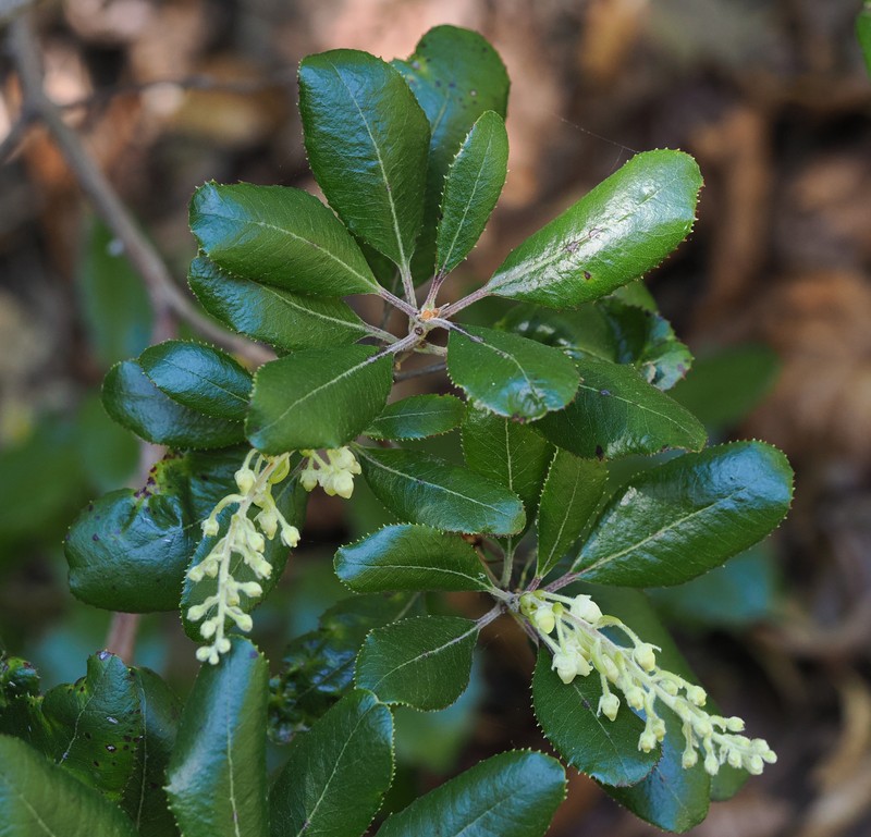 Comarostaphylis diversifolia subsp. planifolia photo 5