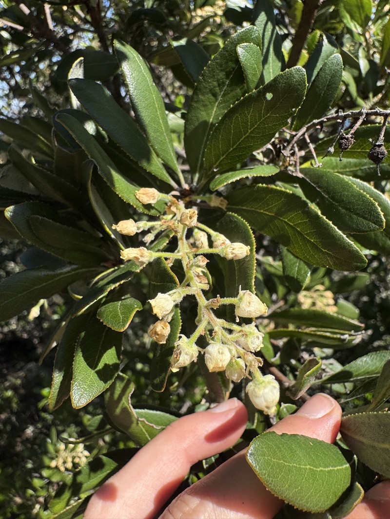 Comarostaphylis diversifolia subsp. planifolia photo 6