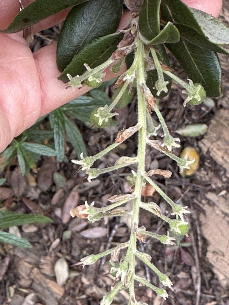 Comarostaphylis diversifolia subsp. planifolia photo 7