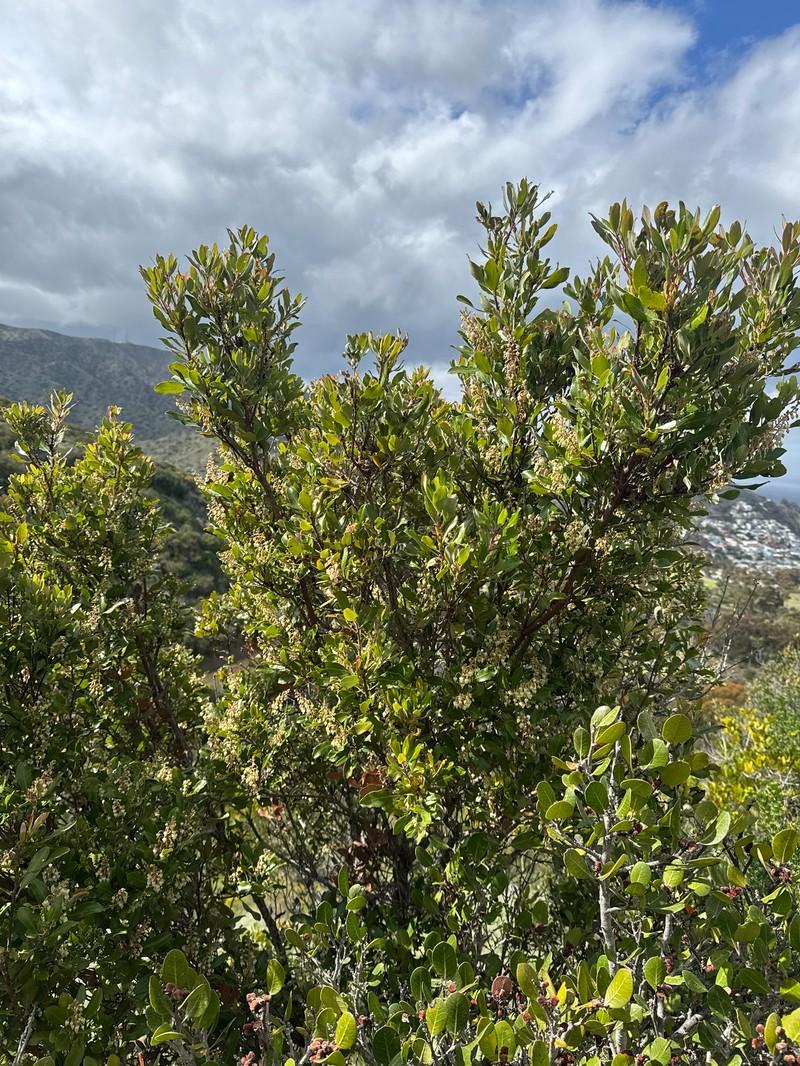 Comarostaphylis diversifolia subsp. planifolia photo 8