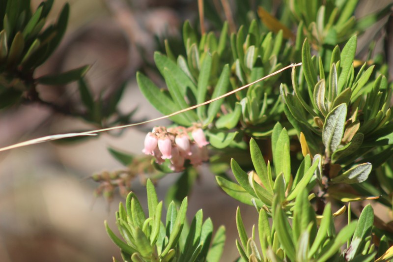 Comarostaphylis polifolia subsp. polifolia