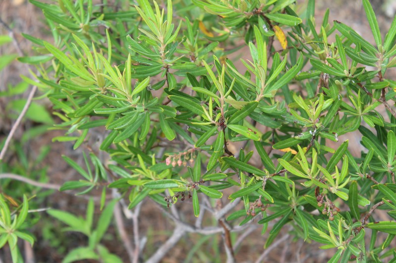 Comarostaphylis polifolia subsp. polifolia photo 2