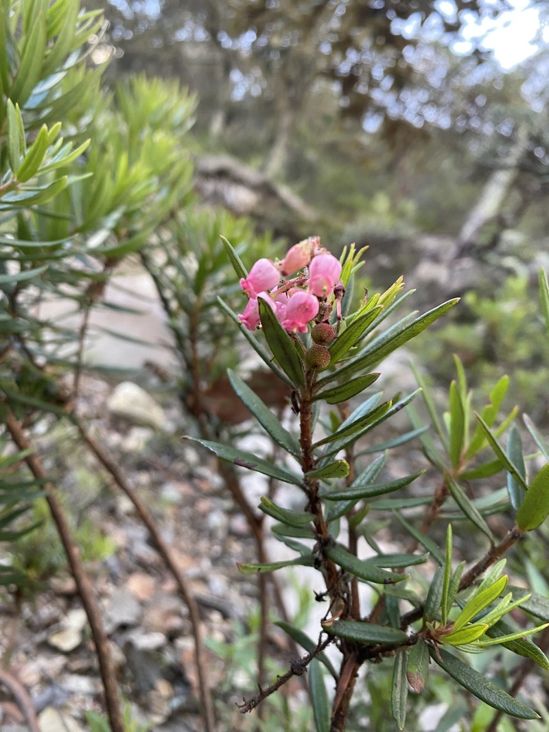 Comarostaphylis polifolia subsp. polifolia photo 3