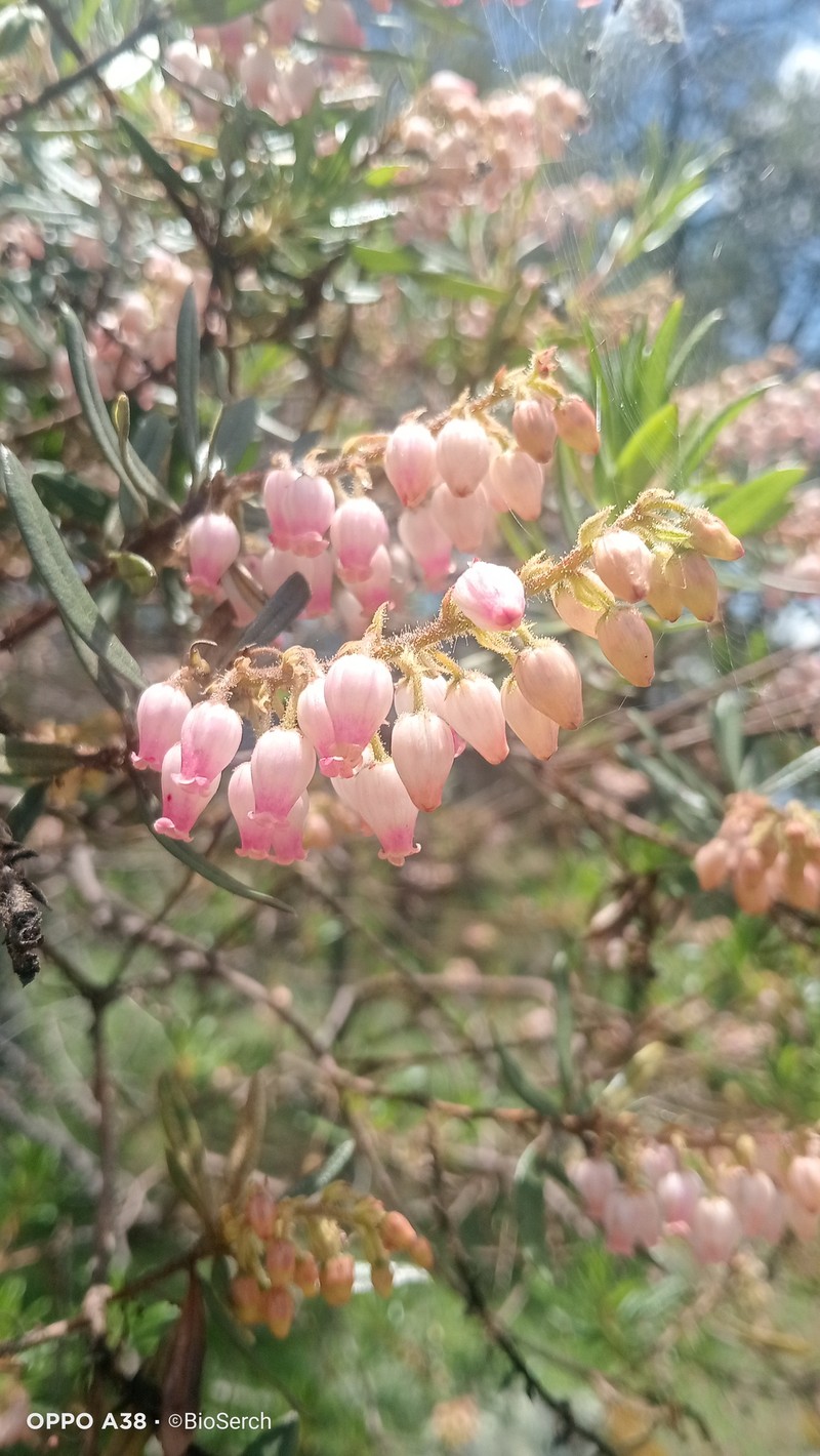 Comarostaphylis polifolia subsp. polifolia photo 4