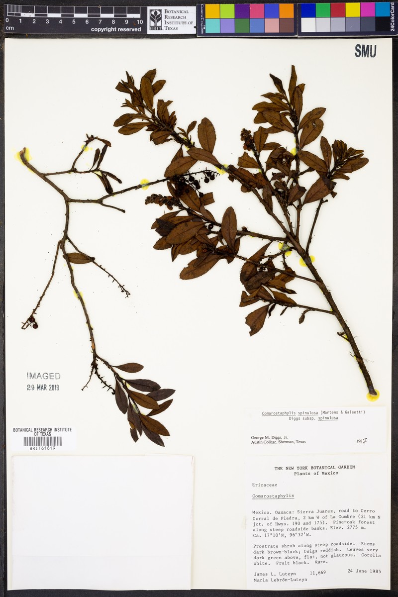 Comarostaphylis spinulosa subsp. spinulosa photo 2
