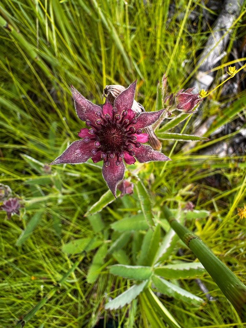 Purple Marshlocks photo 3