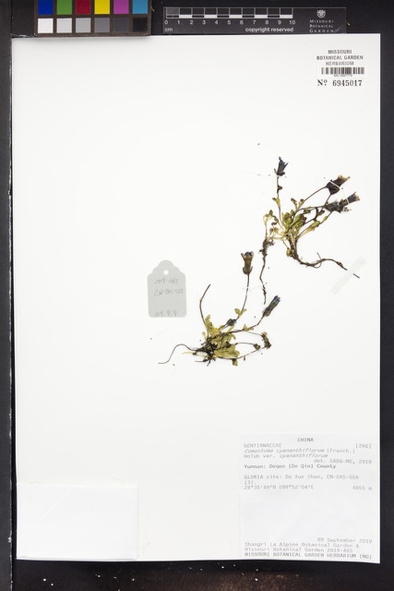 Comastoma cyananthiflorum var. cyananthiflorum