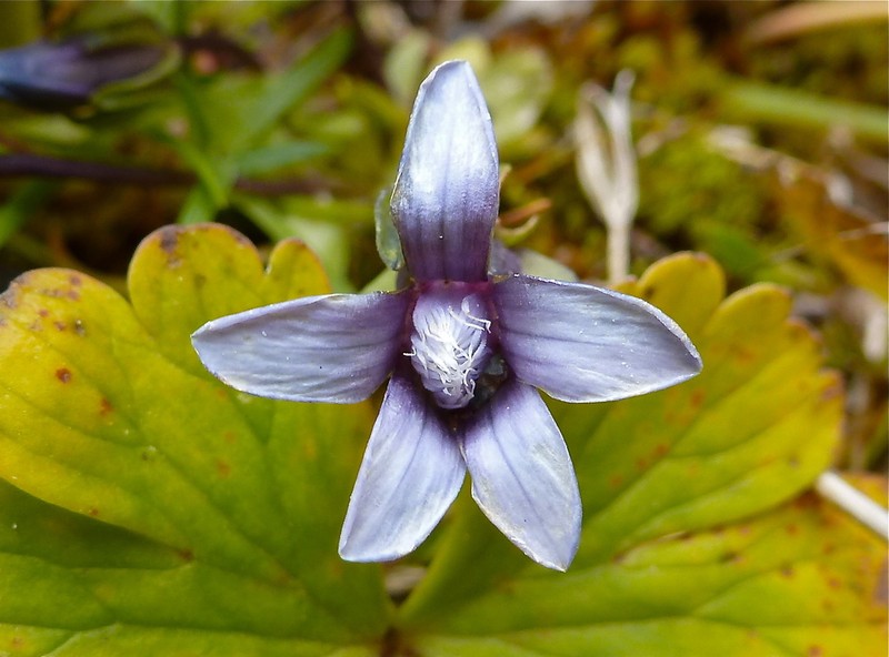 Dane's Dwarf Gentian
