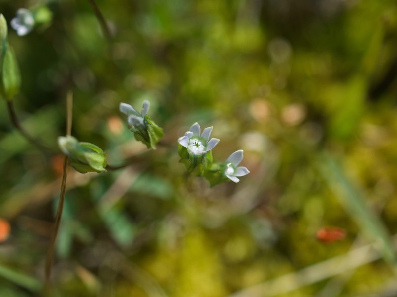 Dane's Dwarf Gentian photo 2