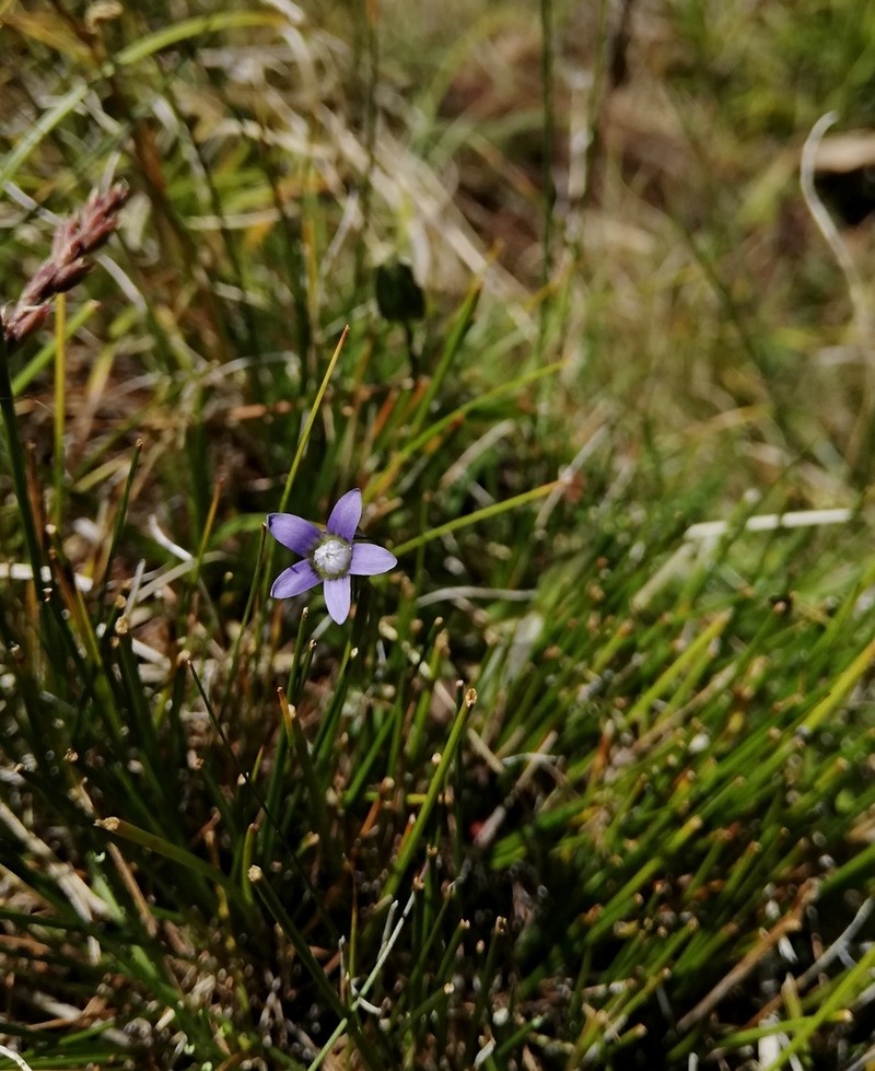 Dane's Dwarf Gentian photo 3