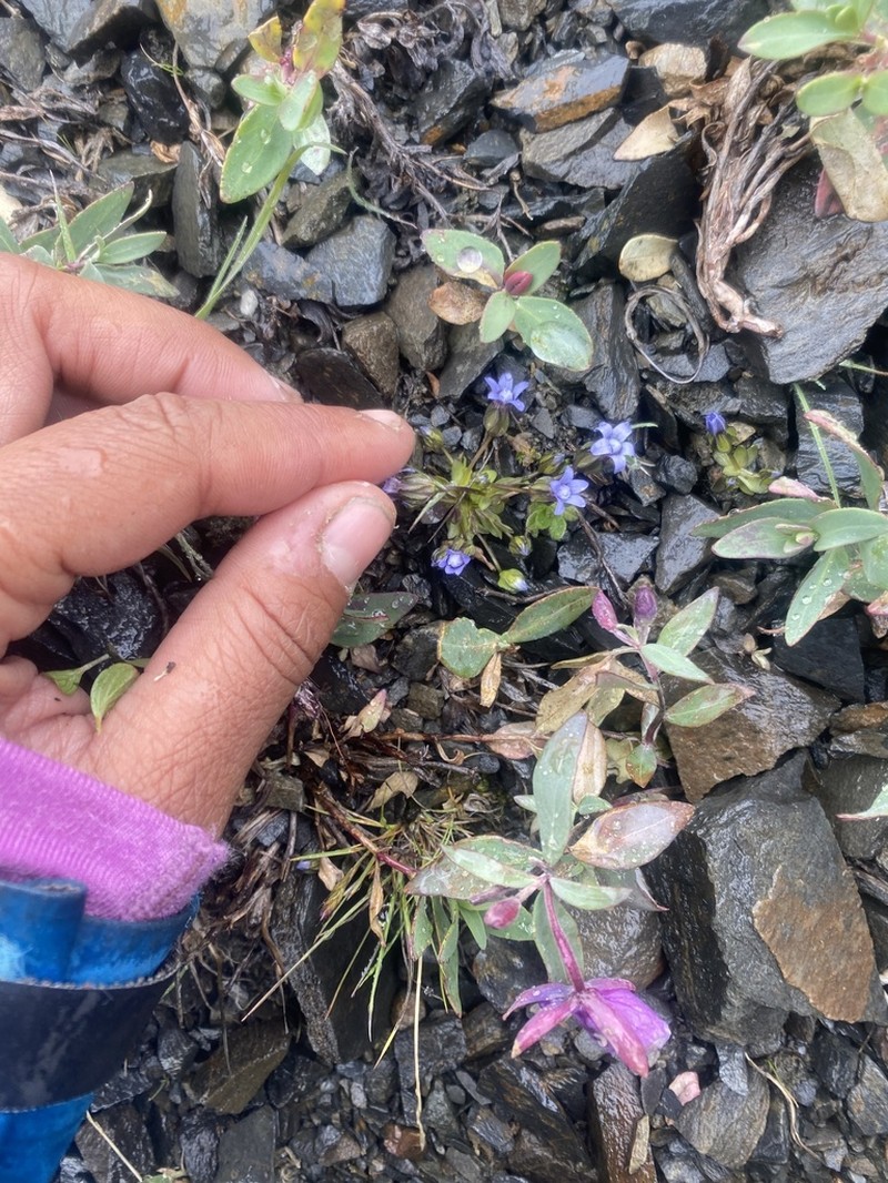 Dane's Dwarf Gentian photo 4