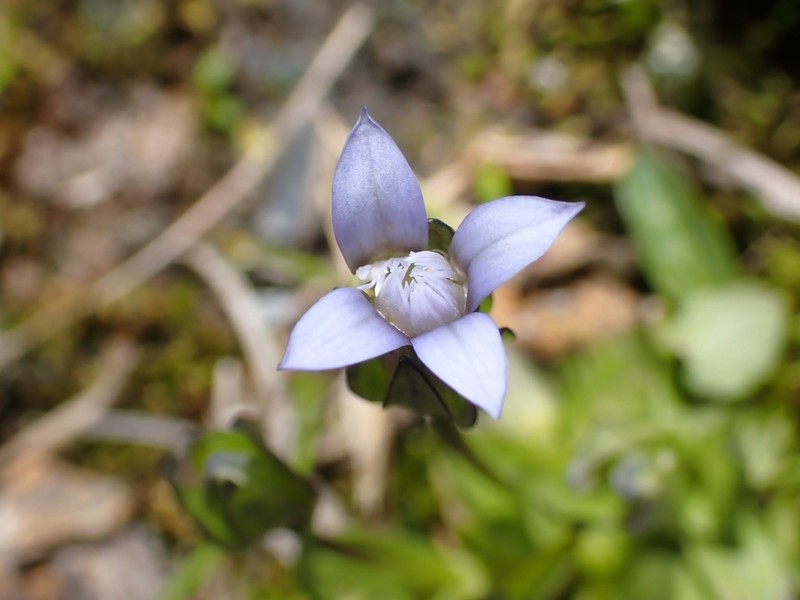 Dane's Dwarf Gentian photo 5