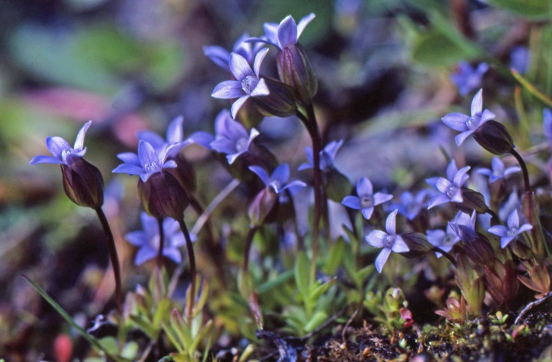 Dane's Dwarf Gentian photo 6