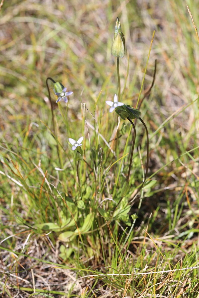 Dane's Dwarf Gentian photo 7