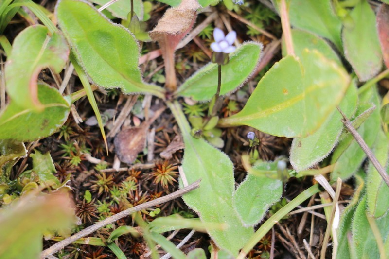 Dane's Dwarf Gentian photo 8