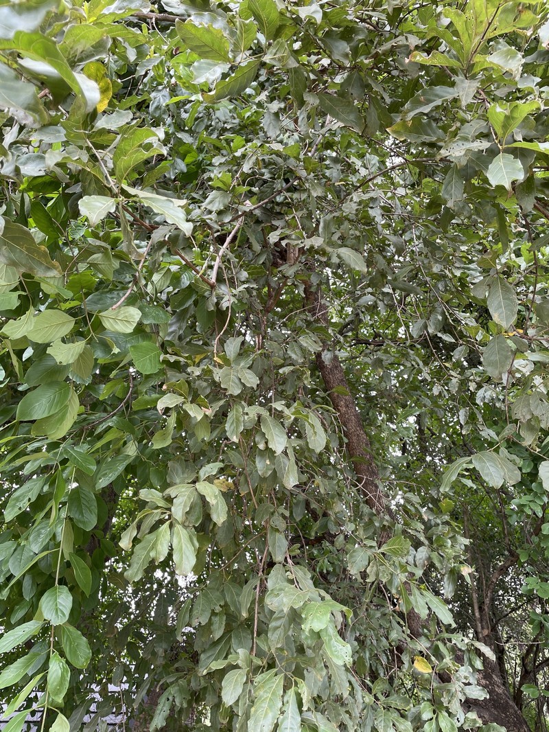 Combretum apiculatum subsp. apiculatum