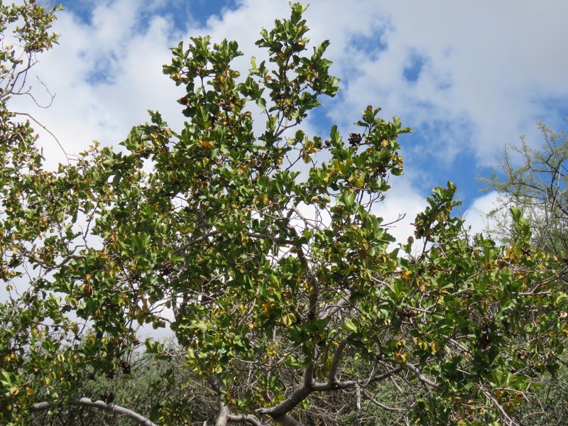 Combretum apiculatum subsp. apiculatum photo 2
