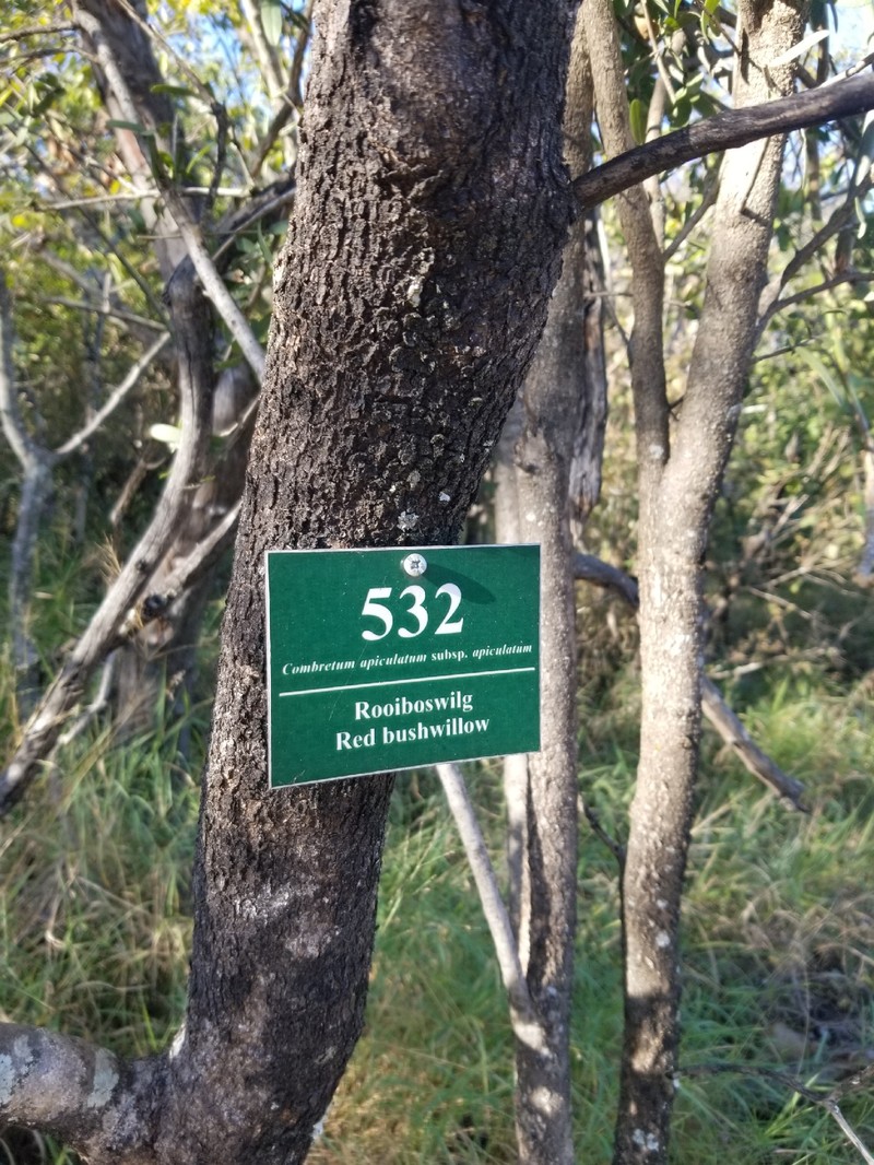Combretum apiculatum subsp. apiculatum photo 3