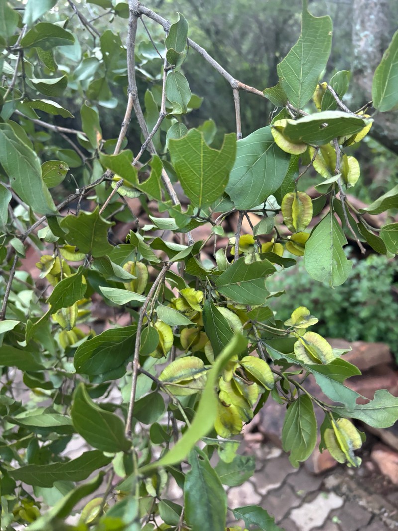Combretum apiculatum subsp. apiculatum photo 4
