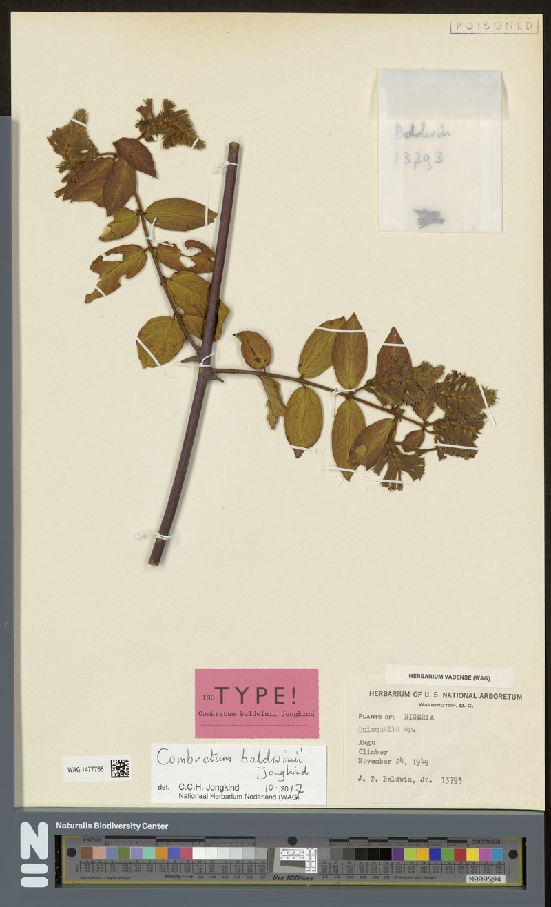 Combretum baldwinii