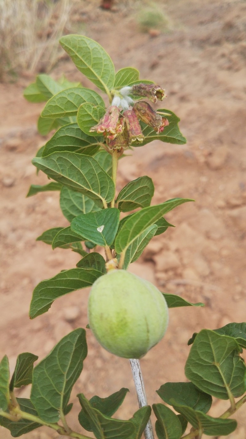 Combretum calopyxis