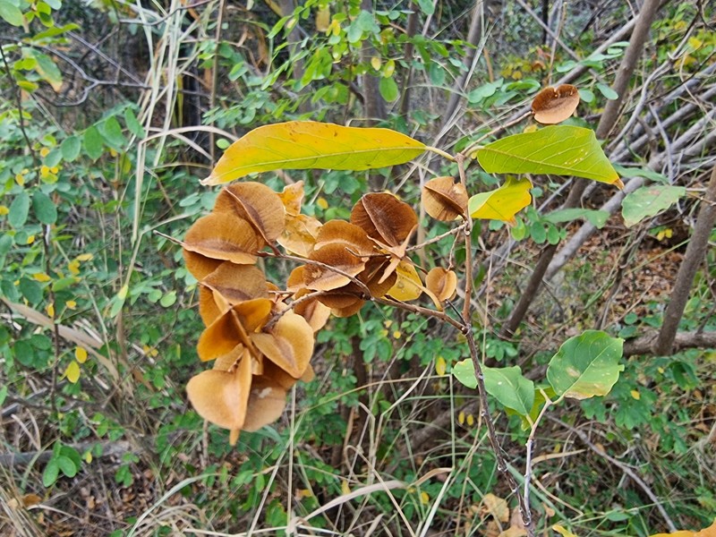 Combretum celastroides subsp. celastroides