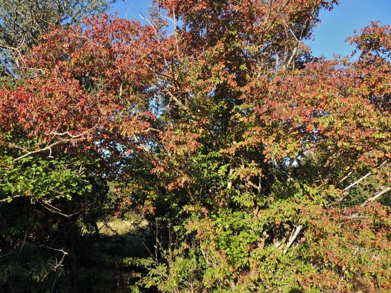 Combretum celastroides subsp. celastroides photo 2