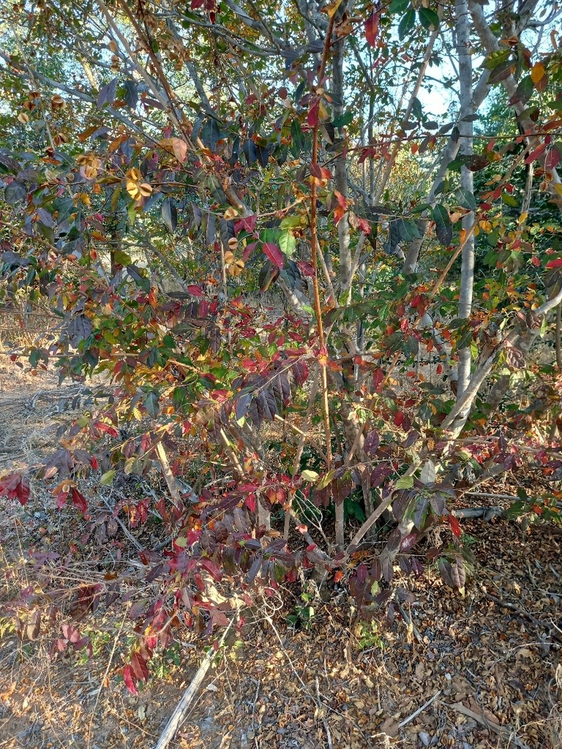Combretum celastroides subsp. celastroides photo 3