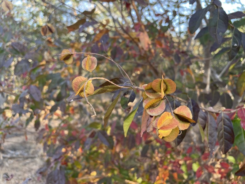 Combretum celastroides subsp. celastroides photo 4