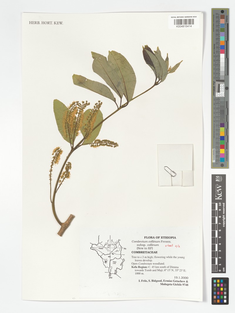 Combretum collinum subsp. collinum