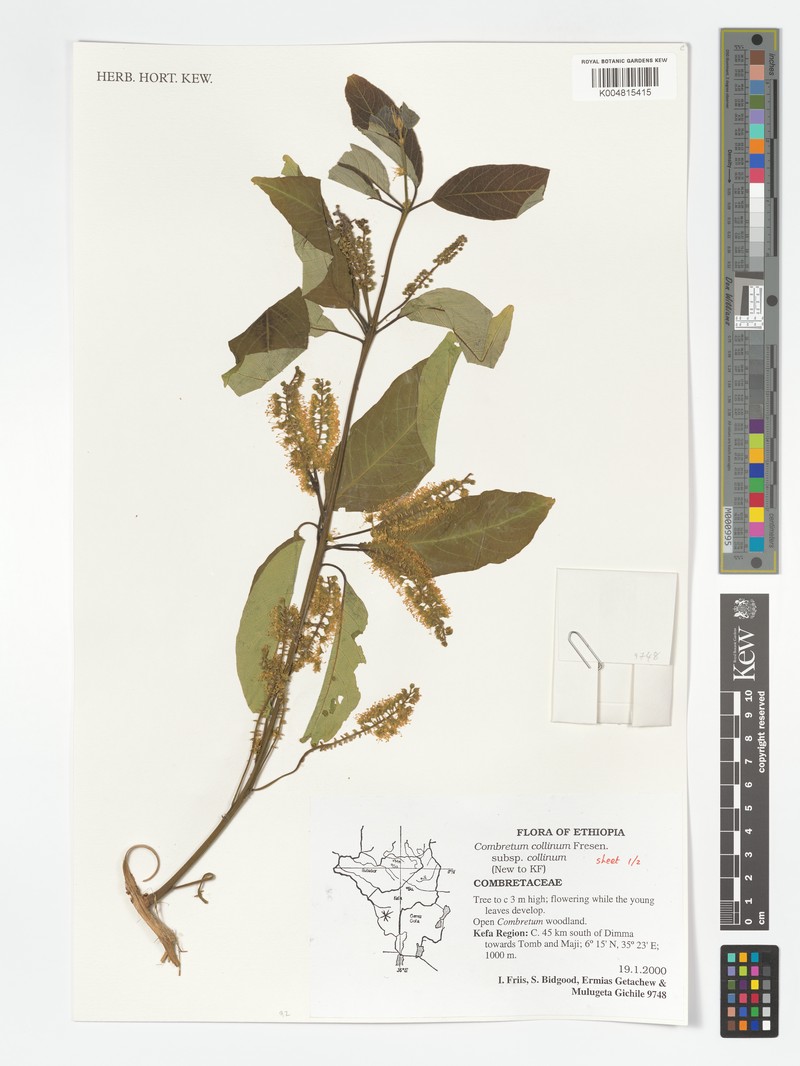 Combretum collinum subsp. collinum photo 2