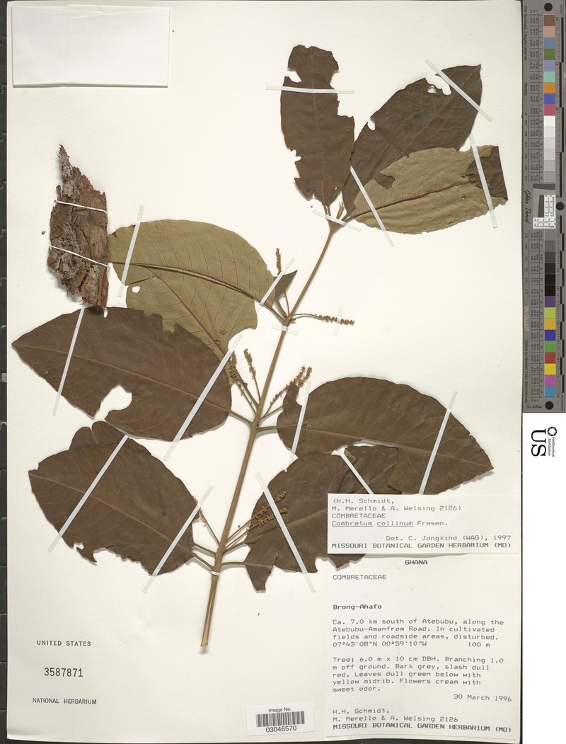 Combretum collinum subsp. collinum photo 3